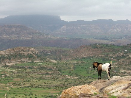 Skogen forsvinner i Etiopia. Det får store konsekvenser når økt nedbør vasker vekk matjorden. (Foto: Wikipedia)